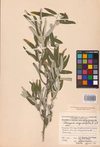 Elaeagnus angustifolia L., Eastern Europe, Moldova (E13a) (Moldova)