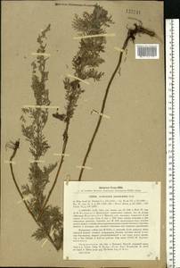 Artemisia macrantha Ledeb., Eastern Europe, Eastern region (E10) (Russia)