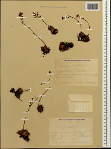 Saxifraga paniculata subsp. cartilaginea (Willd.) D. A. Webb, Caucasus, Krasnodar Krai & Adygea (K1a) (Russia)