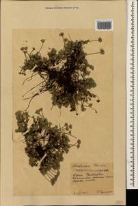 Androsace villosa L., Crimea (KRYM) (Russia)