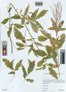 KUZ 005 424, Cardamine macrophylla Willd., Siberia, Altai & Sayany Mountains (S2) (Russia)