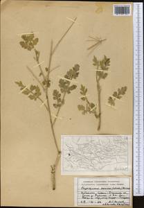 Sphaerosciadium denaense (Schischk.) M.G. Pimenov & E.V. Klyuikov, Middle Asia, Pamir & Pamiro-Alai (M2) (Tajikistan)