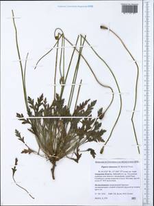 Papaver croceum subsp. chinense (Regel) Rändel, Siberia, Russian Far East (S6) (Russia)