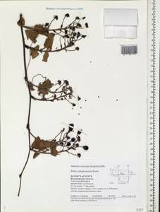 Rubus allegheniensis Porter, Eastern Europe, Central region (E4) (Russia)