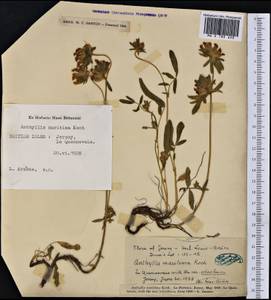 Anthyllis vulneraria subsp. maritima (Hagen)Corb., Western Europe (EUR) (Jersey)