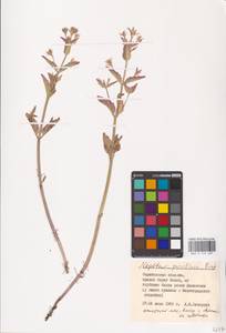 MHA 0 155 687, Nepeta ucranica subsp. parviflora (M.Bieb.) M.Masclans de Bolos, Eastern Europe, Lower Volga region (E9) (Russia)