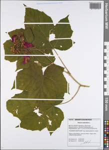 Rubus odoratus L., Eastern Europe, Belarus (E3a) (Belarus)