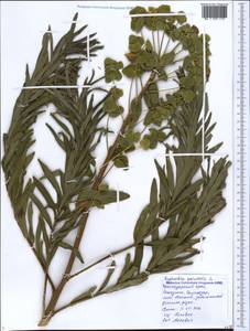 Euphorbia palustris L., Caucasus, Black Sea Shore (from Novorossiysk to Adler) (K3) (Russia)