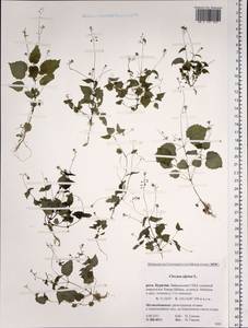 Circaea alpina L., Siberia, Baikal & Transbaikal region (S4) (Russia)