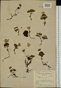 Rubus chamaemorus L., Eastern Europe, Northern region (E1) (Russia)