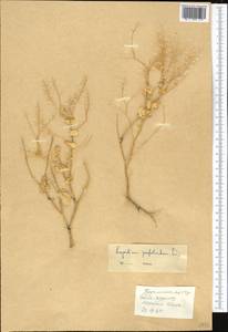 Lepidium perfoliatum L., Middle Asia, Karakum (M6) (Turkmenistan)