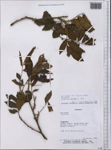 Trichilia catigua A. Juss., America (AMER) (Paraguay)