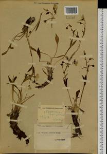 Claytonia acutifolia Pall. ex Willd., Siberia, Yakutia (S5) (Russia)