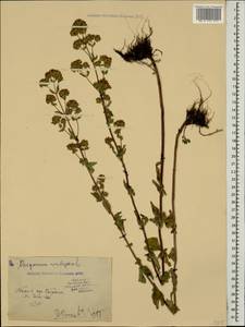 Origanum vulgare L., Caucasus, Georgia (K4) (Georgia)