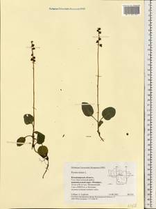 Pyrola minor L., Eastern Europe, Central region (E4) (Russia)