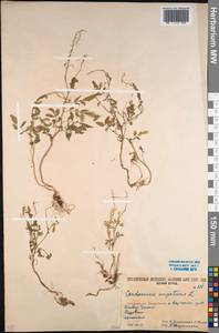 Cardamine impatiens L., Caucasus, South Ossetia (K4b) (South Ossetia)