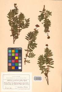 Sorbaria pallasii (G. Don) Pojark., Siberia, Russian Far East (S6) (Russia)