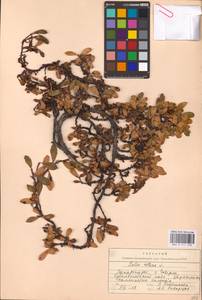 Salix retusa L., Eastern Europe, West Ukrainian region (E13) (Ukraine)