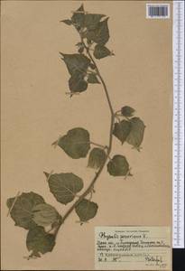 Physalis peruviana L., America (AMER) (Russia)