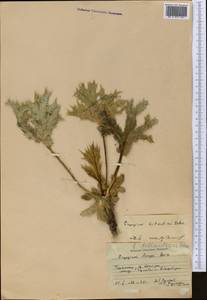Eryngium billardierei F. Delaroche, Middle Asia, Kopet Dag, Badkhyz, Small & Great Balkhan (M1) (Turkmenistan)