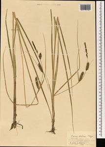 Carex pamirensis subsp. dichroa Malyschev, Mongolia (MONG) (Mongolia)