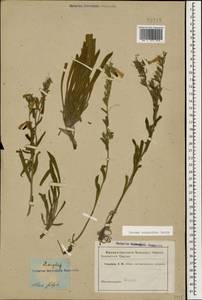Onosma caucasica Levin, Caucasus (no precise locality) (K0)