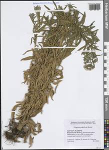 Erigeron podolicus Besser, Eastern Europe, Central forest-and-steppe region (E6) (Russia)