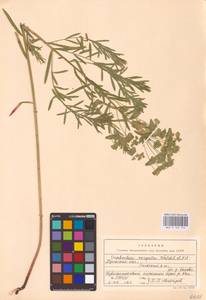 Euphorbia virgata Waldst. & Kit., Eastern Europe, Central region (E4) (Russia)