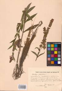 MHA 0 154 892, Stachys palustris L., Eastern Europe, North Ukrainian region (E11) (Ukraine)