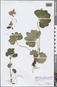 Alchemilla semilunaris Alechin, Eastern Europe, Volga-Kama region (E7) (Russia)