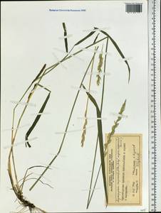 Elymus repens (L.) Gould, Siberia, Central Siberia (S3) (Russia)