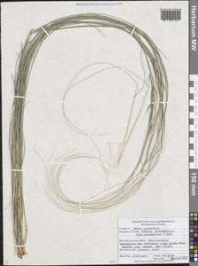 Stipa pulcherrima K.Koch, Eastern Europe, Central forest-and-steppe region (E6) (Russia)