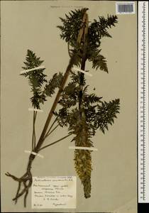 Pedicularis condensata M. Bieb., Caucasus, South Ossetia (K4b) (South Ossetia)