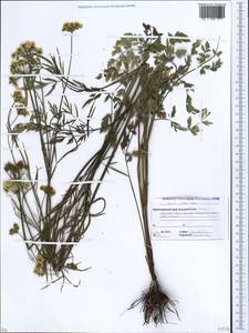 Oenanthe silaifolia M. Bieb., Caucasus, Abkhazia (K4a) (Abkhazia)