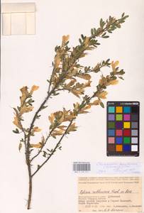 Chamaecytisus borysthenicus (Gruner) Klásk., Eastern Europe, Lower Volga region (E9) (Russia)