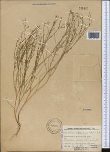 Diarthron vesiculosum (Fisch. & C. A. Mey.) C. A. Mey., Middle Asia, Northern & Central Tian Shan (M4) (Kazakhstan)