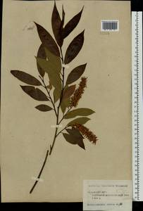 Salix pentandra L., Eastern Europe, Central forest region (E5) (Russia)