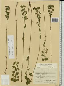 Euphorbia sareptana Becker, Eastern Europe, Middle Volga region (E8) (Russia)