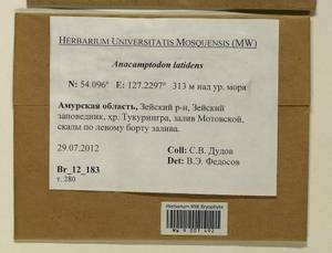 Anacamptodon latidens (Besch.) Broth., Bryophytes, Bryophytes - Russian Far East (excl. Chukotka & Kamchatka) (B20) (Russia)