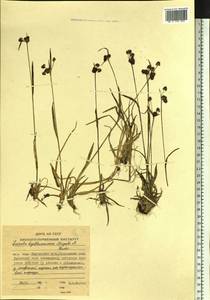 Luzula kjellmaniana Miyabe & Kudô, Siberia, Chukotka & Kamchatka (S7) (Russia)