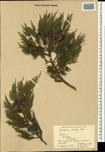 Juniperus excelsa M.Bieb., Crimea (KRYM) (Russia)