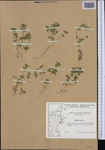 Lysimachia arvensis subsp. arvensis, Western Europe (EUR) (Denmark)