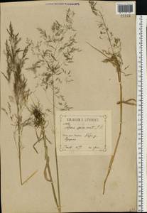 Apera spica-venti (L.) P.Beauv., Eastern Europe, Central forest-and-steppe region (E6) (Russia)