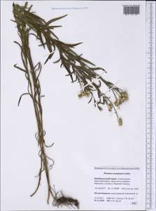 Achillea acuminata (Ledeb.) Sch. Bip., Siberia, Baikal & Transbaikal region (S4) (Russia)