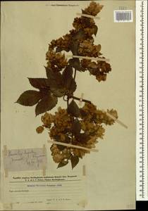 Humulus lupulus L., Caucasus, Azerbaijan (K6) (Azerbaijan)