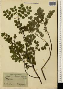Fraxinus angustifolia subsp. oxycarpa (M.Bieb. ex Willd.) Franco & Rocha Afonso, Crimea (KRYM) (Russia)