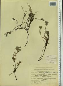 Artemisia glomerata Ledeb., Siberia, Chukotka & Kamchatka (S7) (Russia)