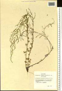 Artemisia scoparia Waldst. & Kit., Siberia, Altai & Sayany Mountains (S2) (Russia)