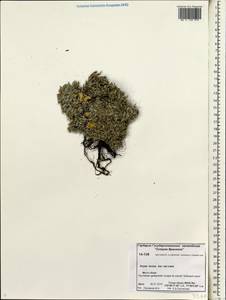 Dryas octopetala subsp. incisa (Juz.) Malyschev, Siberia, Chukotka & Kamchatka (S7) (Russia)