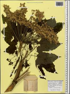 Heracleum asperum (Hoffm.) M. Bieb., Caucasus, Stavropol Krai, Karachay-Cherkessia & Kabardino-Balkaria (K1b) (Russia)